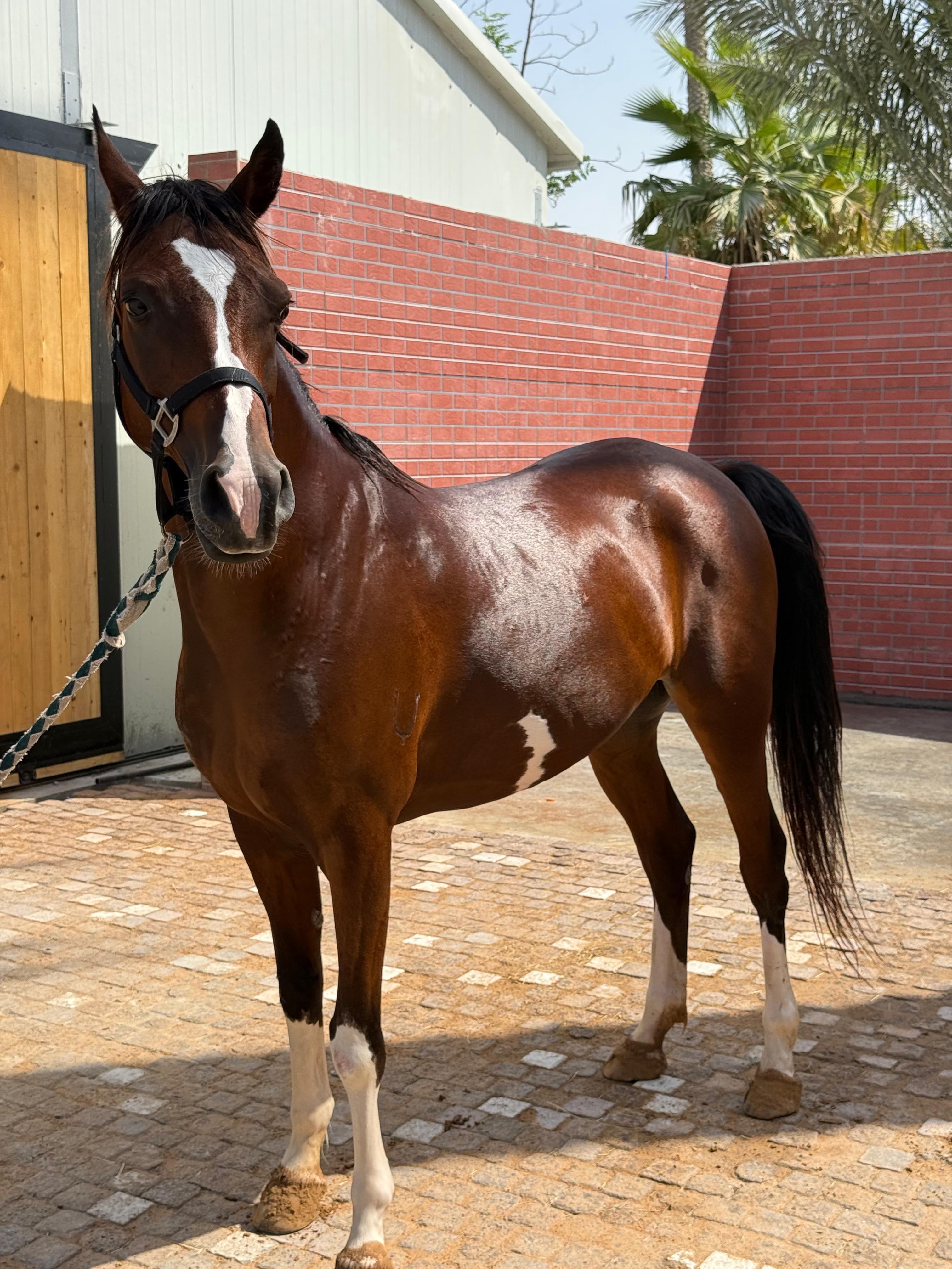 Horse 1