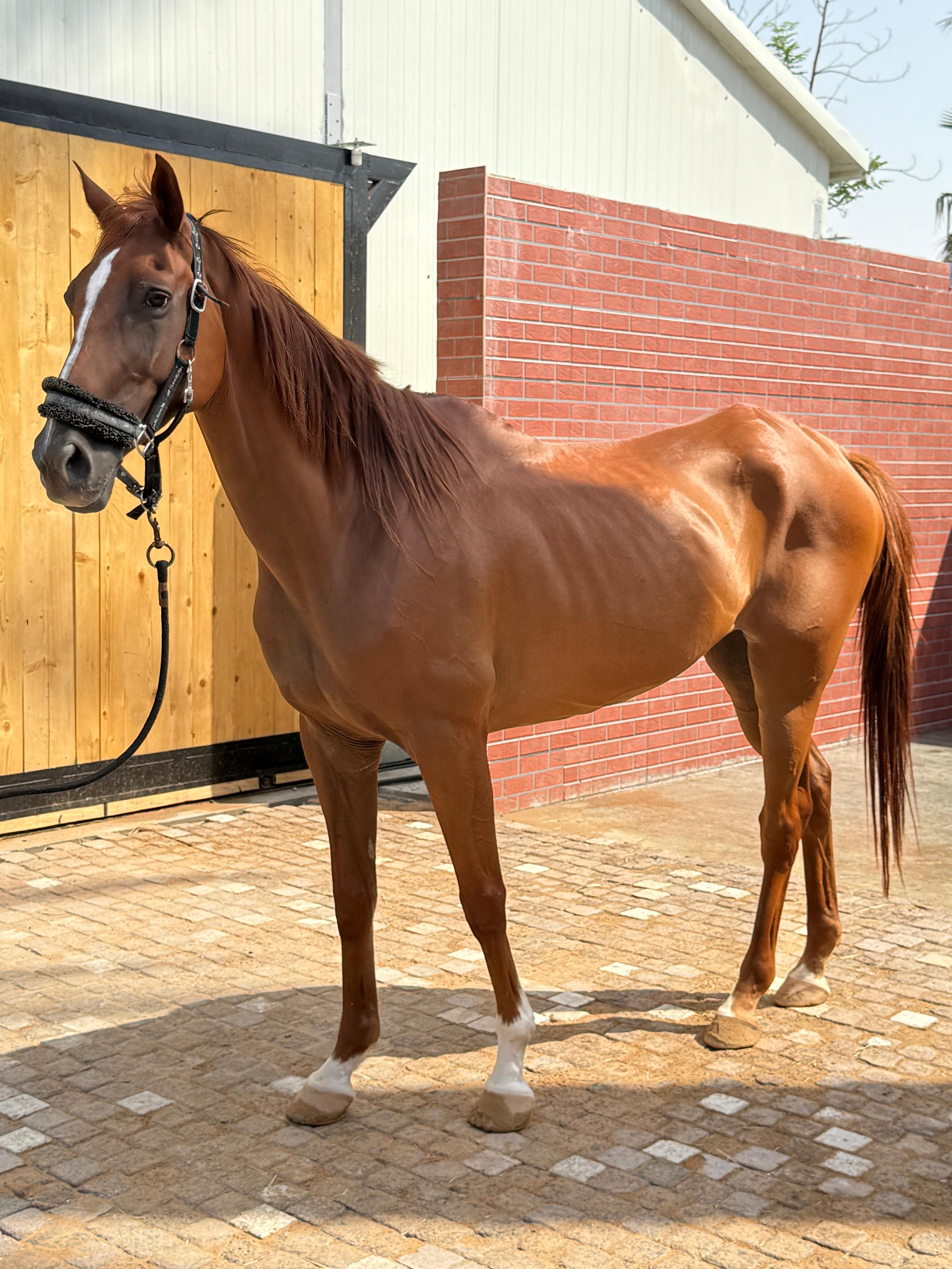 Horse 2