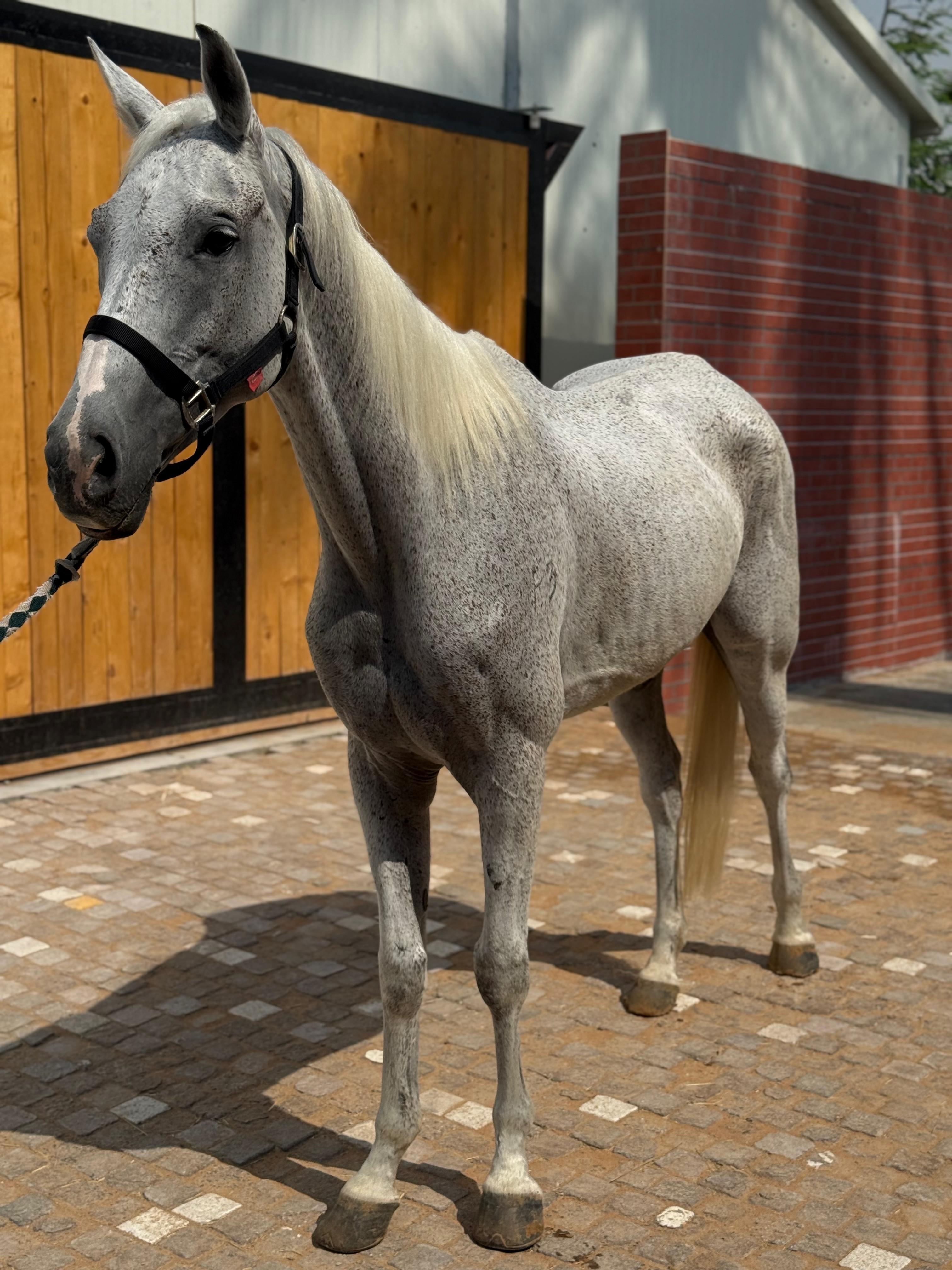 Horse 3