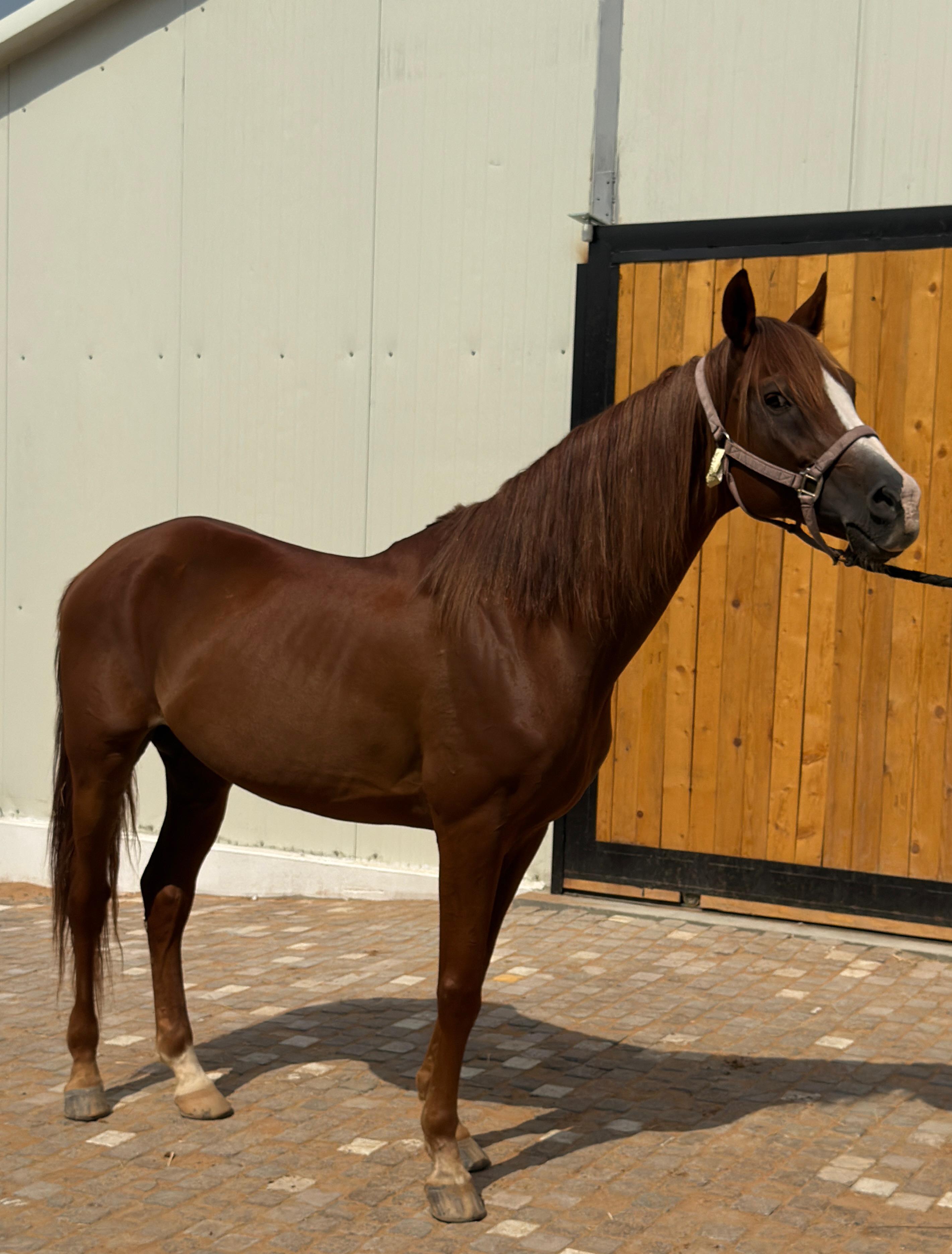 Horse 6